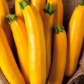 Golden Zucchini