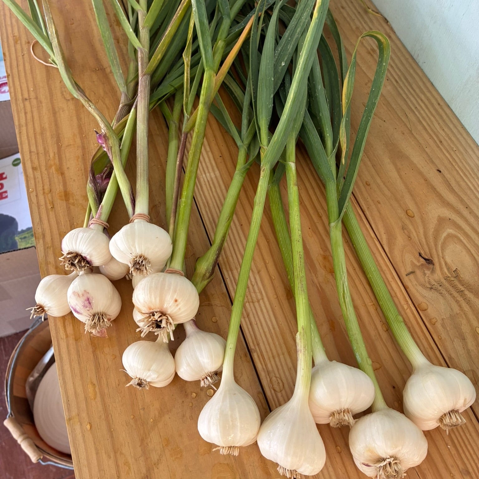 Garlic, Green