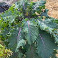 Italian Kale, Bunch