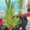 Garden Starts, Herbs, Lavender