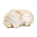 Lions Mane Mushrooms