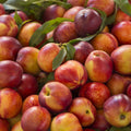 Nectarines