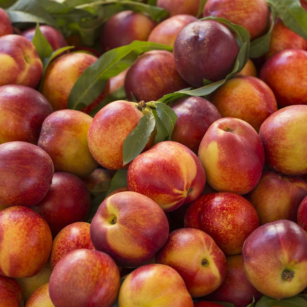 Nectarines