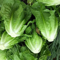 Romaine Lettuce, Organic