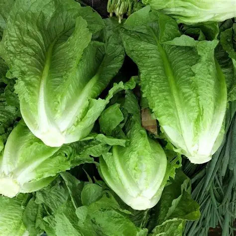 Romaine Lettuce, Organic
