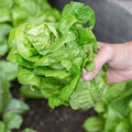 Little Gem Lettuce
