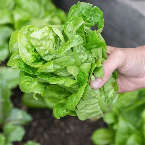 Little Gem Lettuce