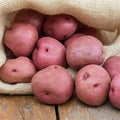 New Potatoes, Red