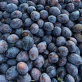 Empress Plums