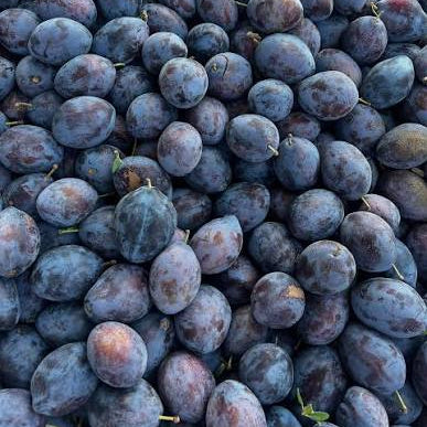 Empress Plums