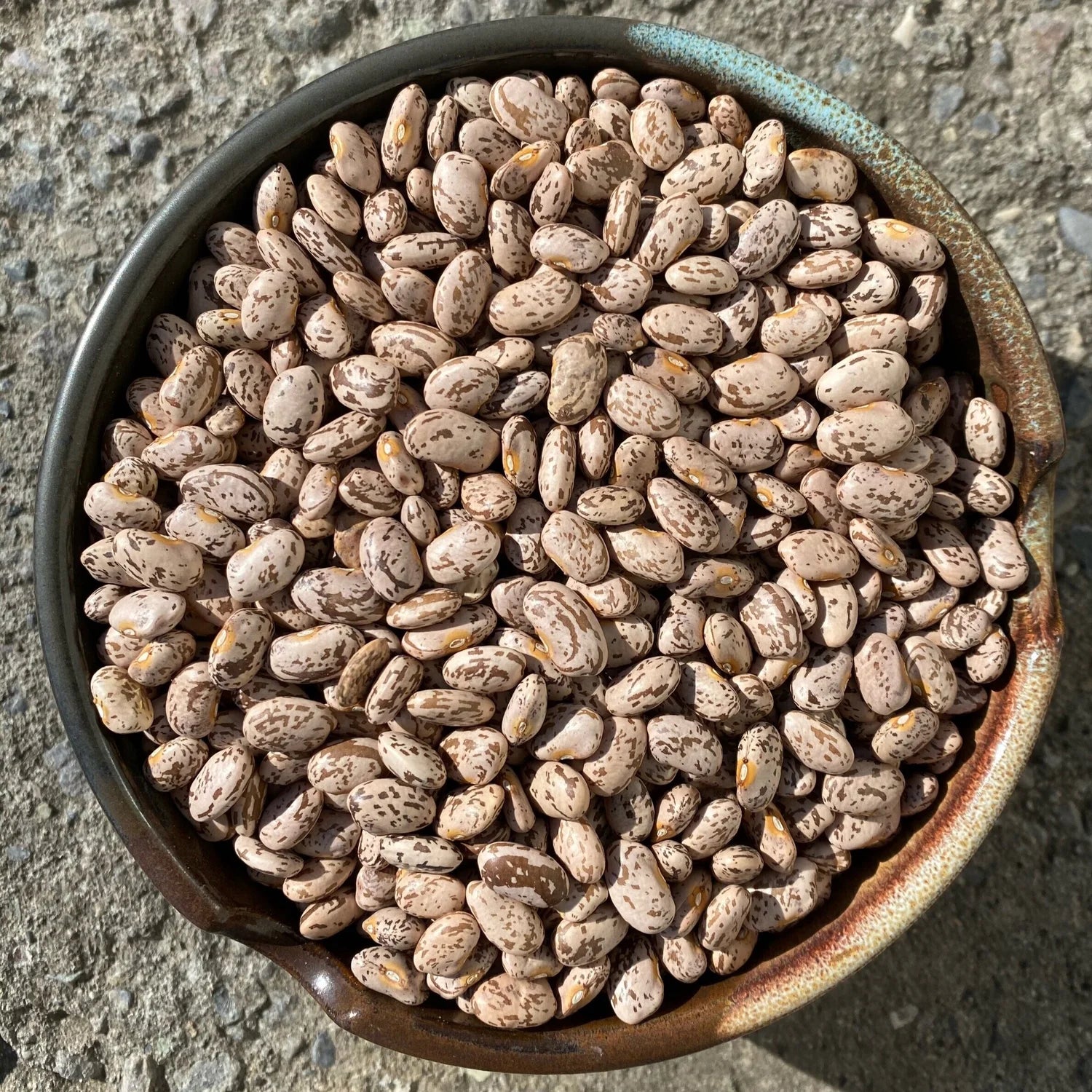 Dried Pinto Beans