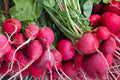 Red Radish