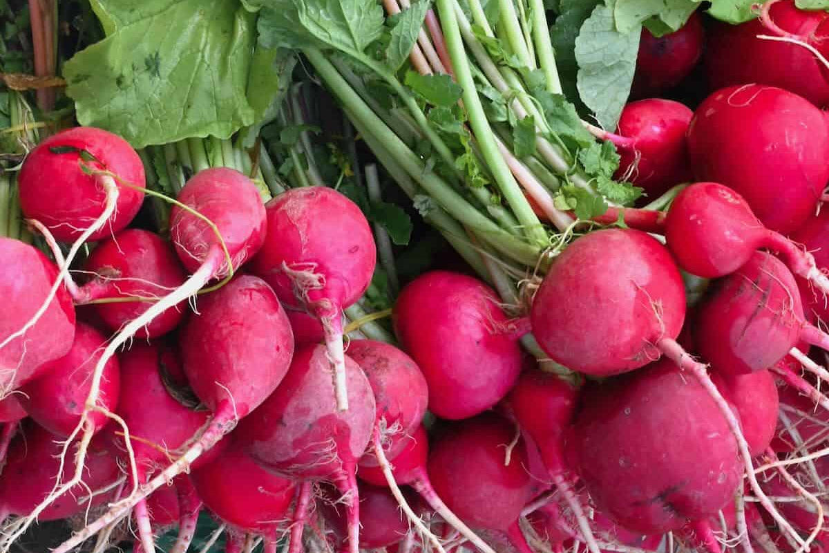 Red Radish