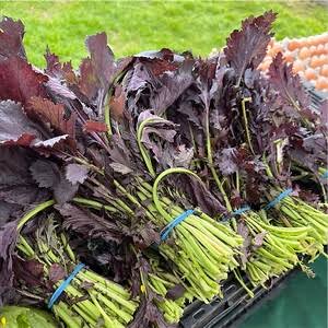 Red Mizuna, Bunched