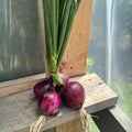 Spring Onions, Sweet Red