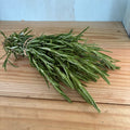 Herbs, Rosemary Bunch