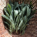 Herbs, Sage, Bunch
