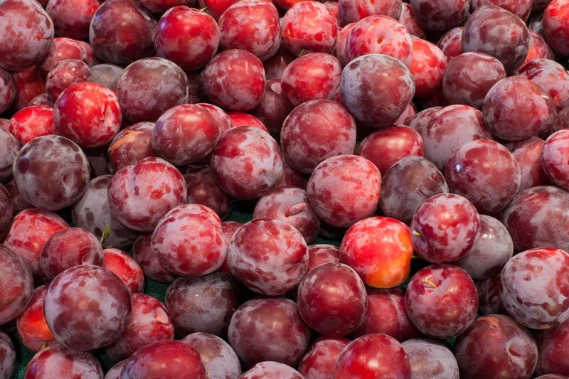 Santa Rosa Plums