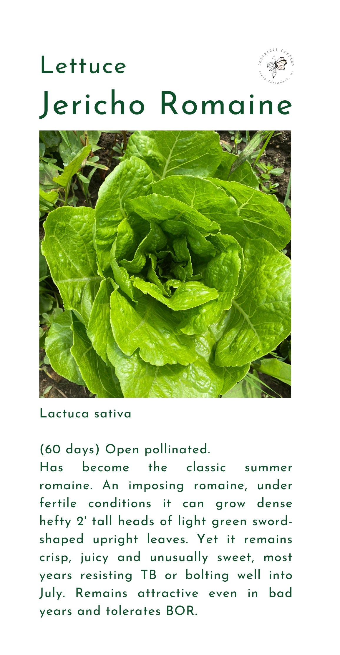 Seeds, Local, Romaine Lettuce