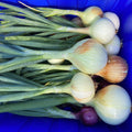 Spring Onions, Sweet Yellow