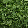 Arugula, Bunched