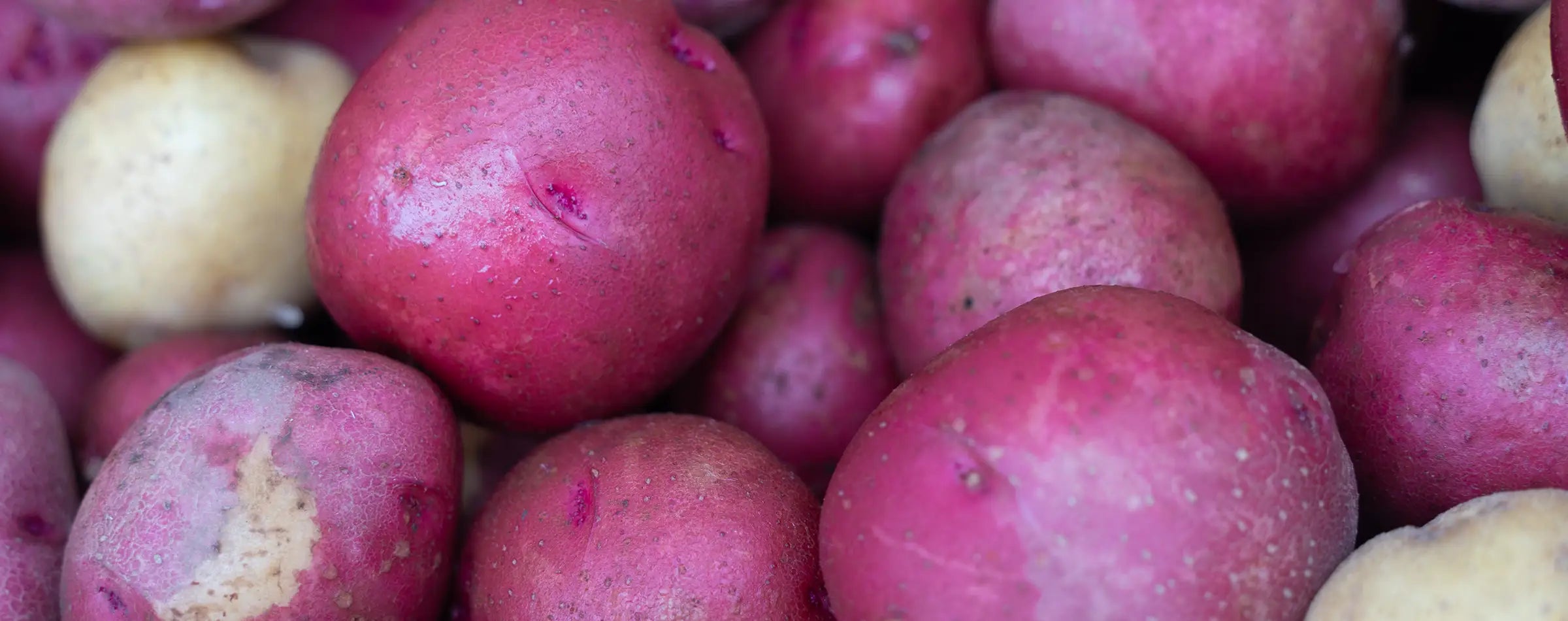 close-up photo of red bliss & yellow potatoes from Coastal Foodshed