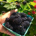 Blackberries