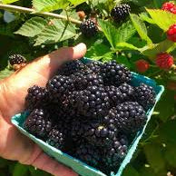 Blackberries