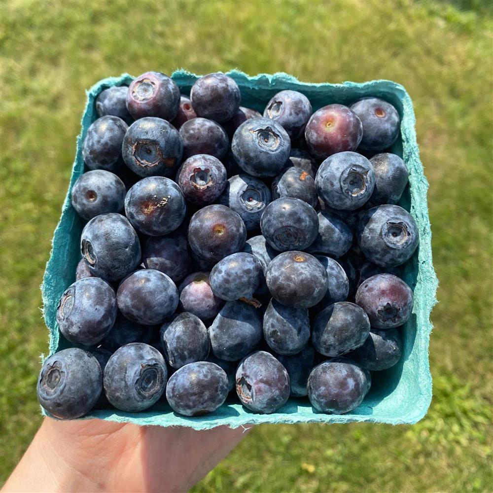 Carton of blueberries held in a hand with a grassy background
