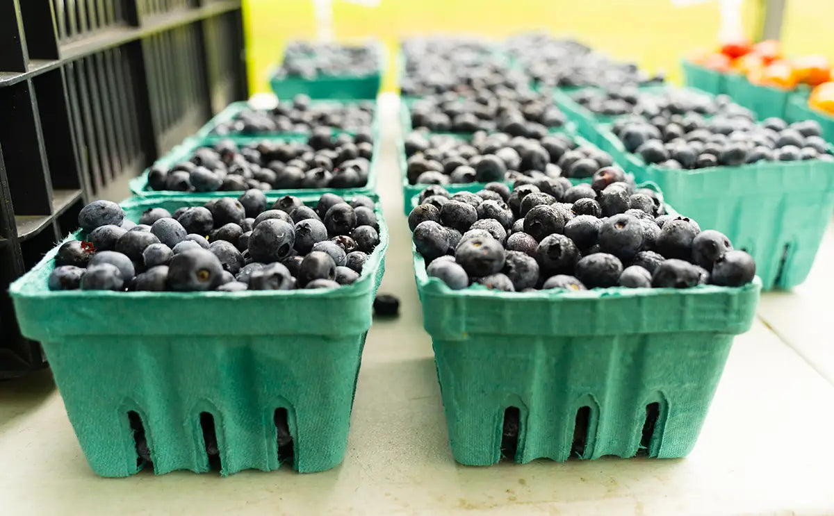 pints of fresh blueberries on table at farmer's market