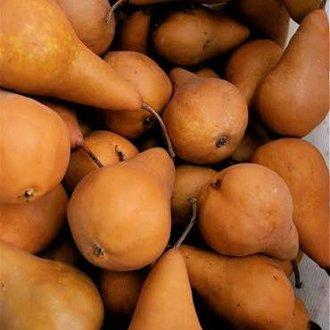 Pears, Bosc