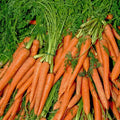 Carrots, bunched