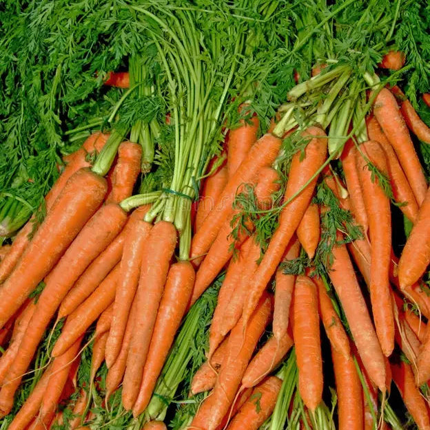 Carrots, bunched