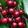 Cherries