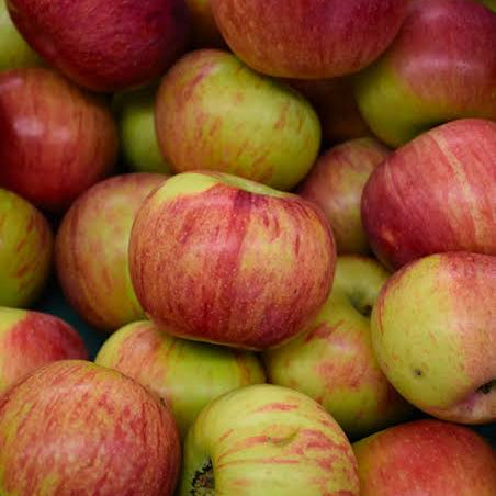 Apples, Cortland