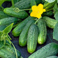 Cucumber, Pickling