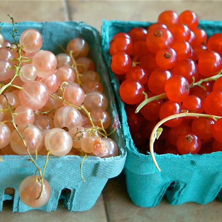 Currants