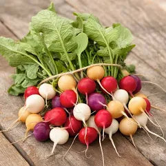 Easter Egg Radish