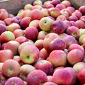 Apples, Empire