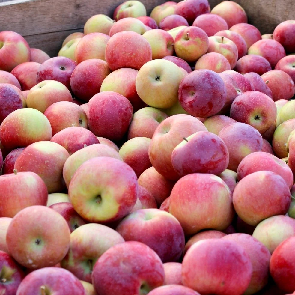 Apples, Empire