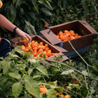 Mango Habanero