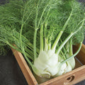 Fennel