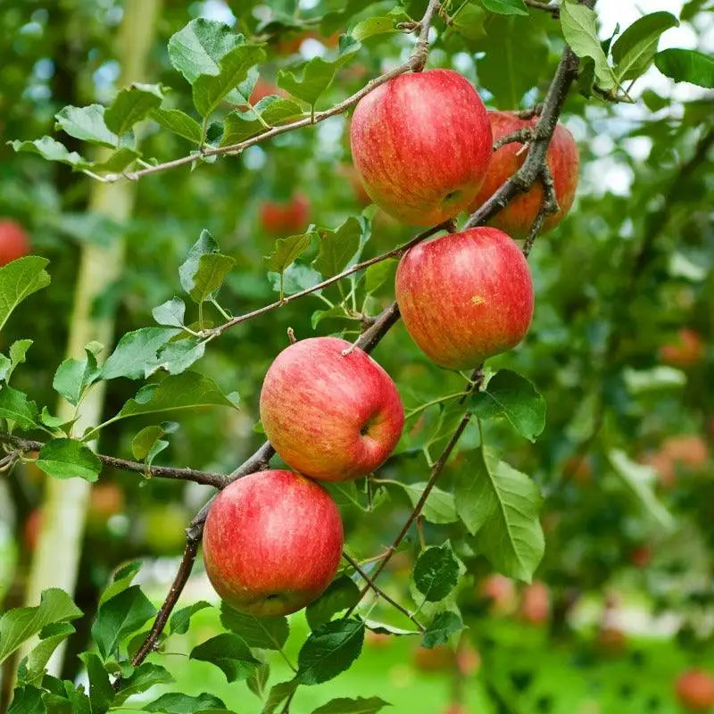Apples, Fuji