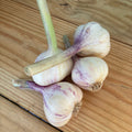 Garlic, Fresh