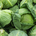 Close-up of a pile of green cabbages