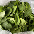 Arugula