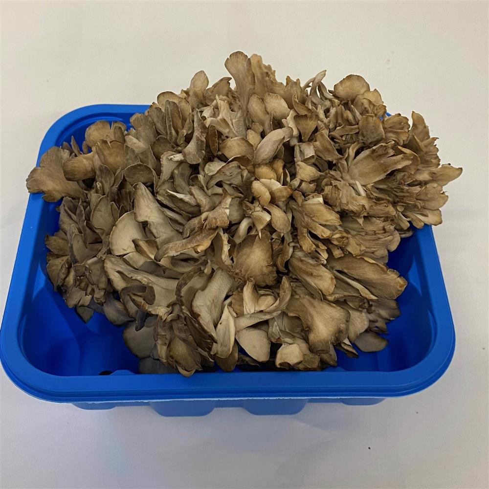 Maitake Mushrooms