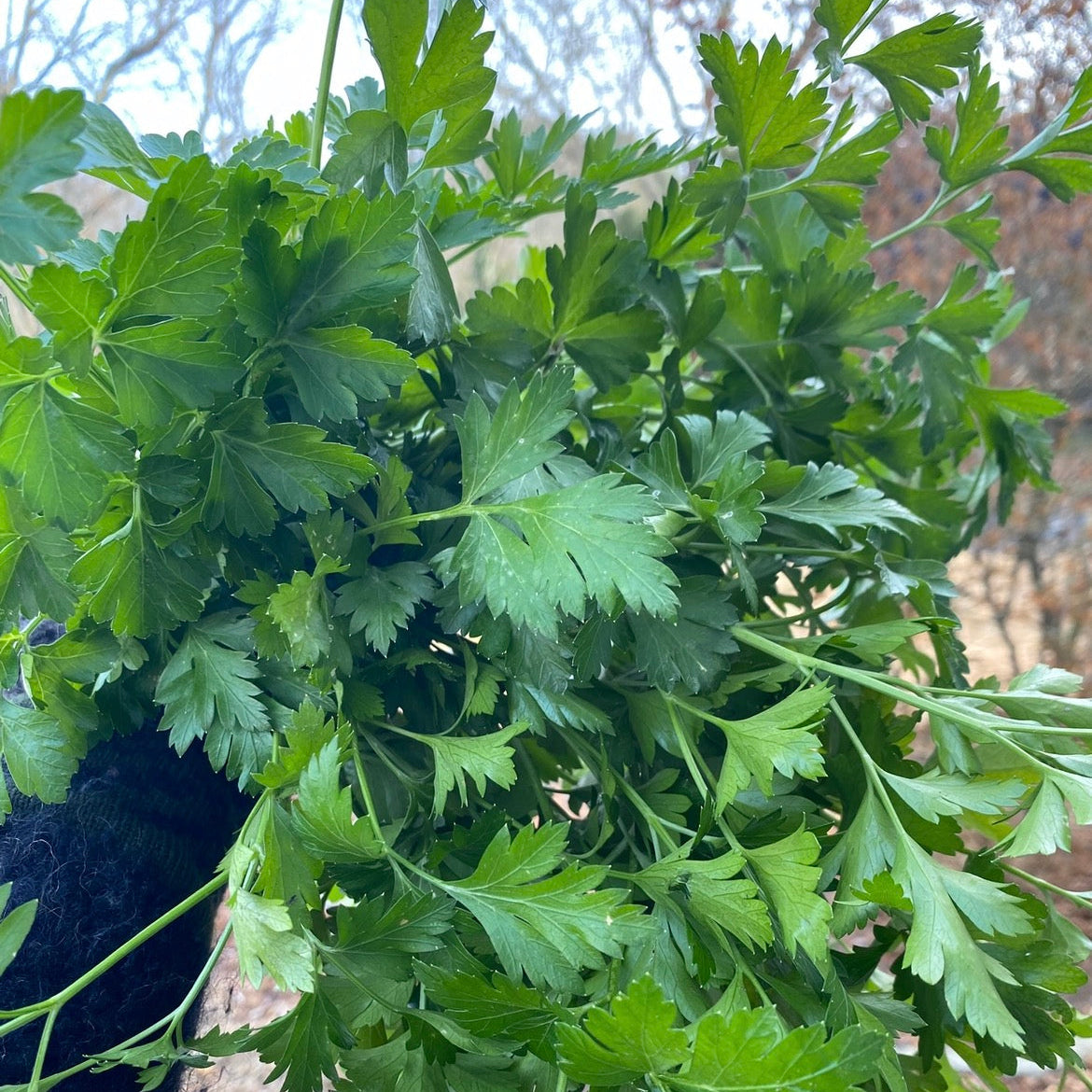 Herbs, Parsley