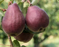 Pears, Red Bartlett