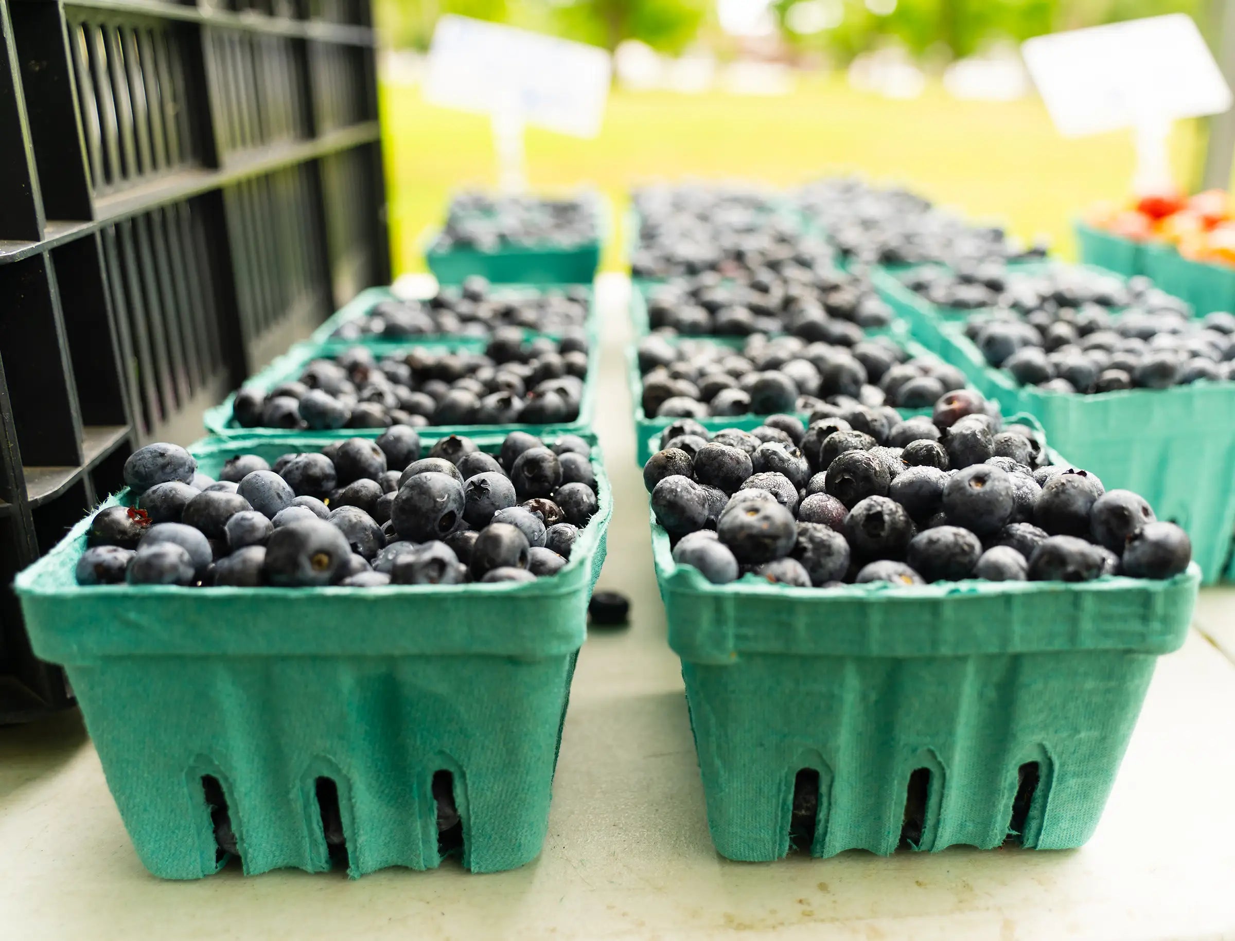 pints of fresh blueberries from Coastal Foodshed
